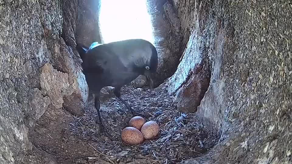乌鸦偷吃鸟蛋,红隼妈妈看到破蛋很伤心,镜头记录全过程