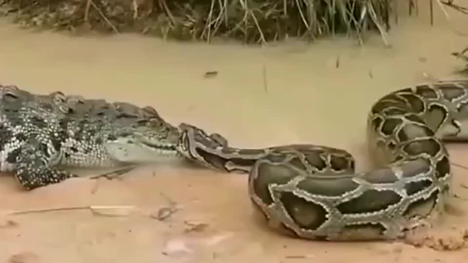 鳄鱼跟蛇打架蛇把鳄鱼全身都缠住鳄势力最终屈服于黑蛇会
