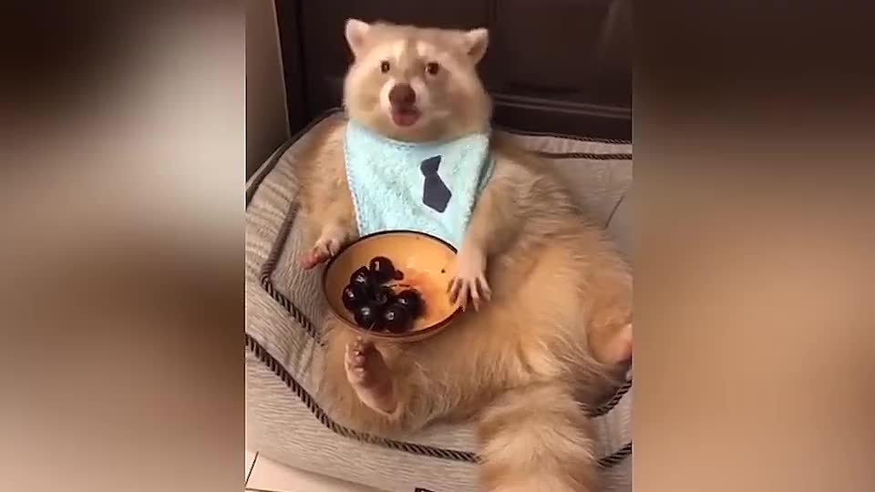 主人递给小浣熊一碗大樱桃,它的反应太搞笑了,镜头记录全过程
