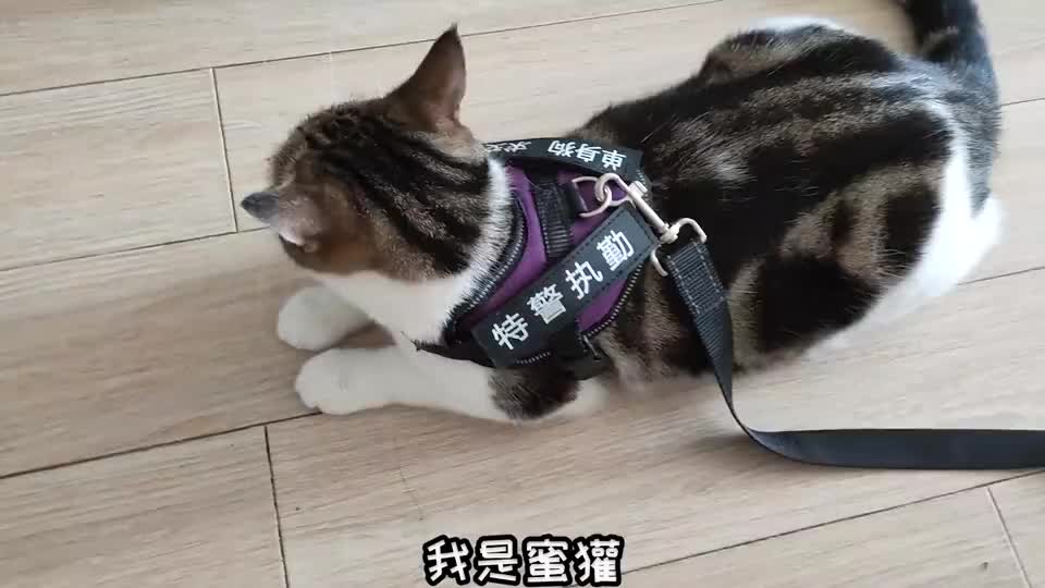 突击手蜜獾:挑战跟猫"假装失踪"不被发现,猫咪反应令人心疼!