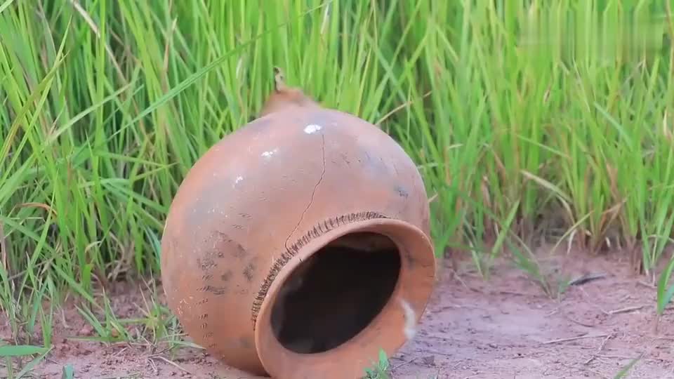 小奶狗太贪玩,被罐子困住,幸亏路遇好心人才脱险