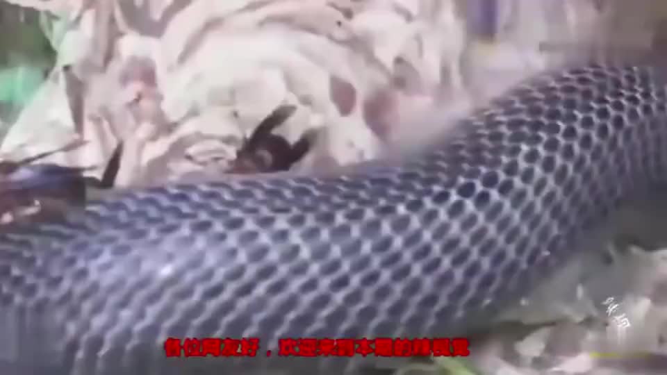 眼镜蛇闯进蜂窝 蜂群护窝大战眼镜蛇 后面不好的事情发生了 眼镜蛇闯进蜂窝 蜂群护窝大战眼镜蛇 后面不好的事情发生了