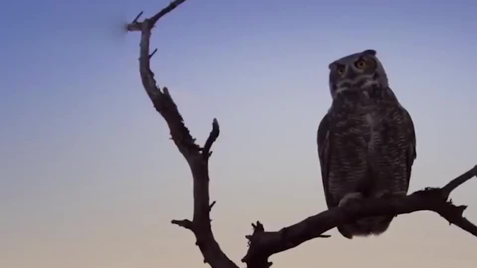 猫头鹰和老鹰纠缠在一起,本以为猫头鹰遭殃了,走近后发现不对劲