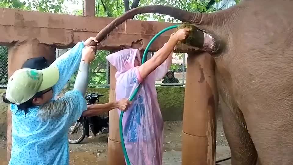 大象严重便秘,兽医决定为其"灌肠",拔出来时被狂喷一脸!
