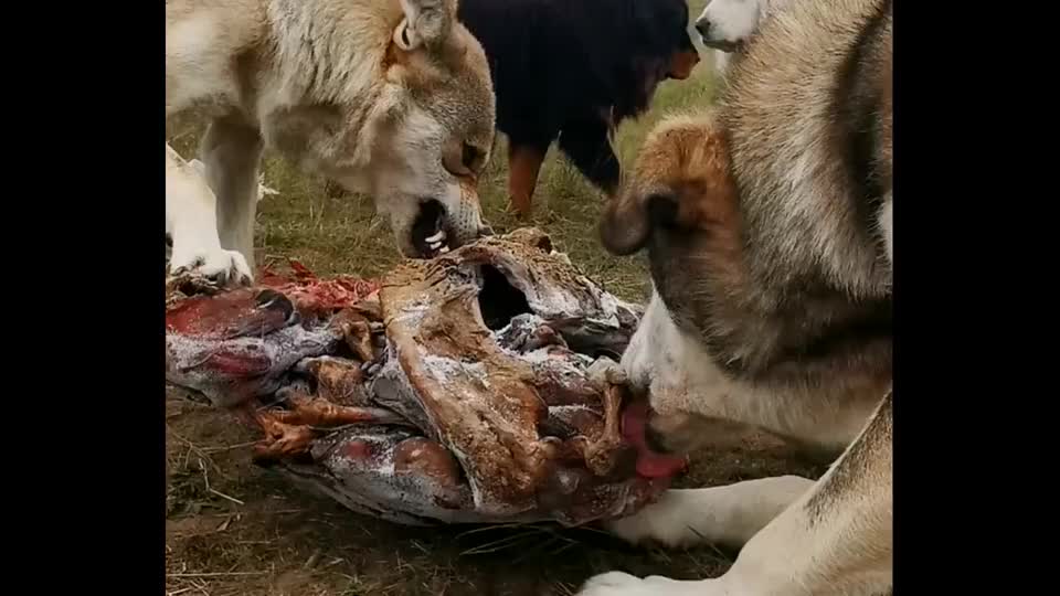 狼和狼獒一起吃早餐,能和平相处不容易!