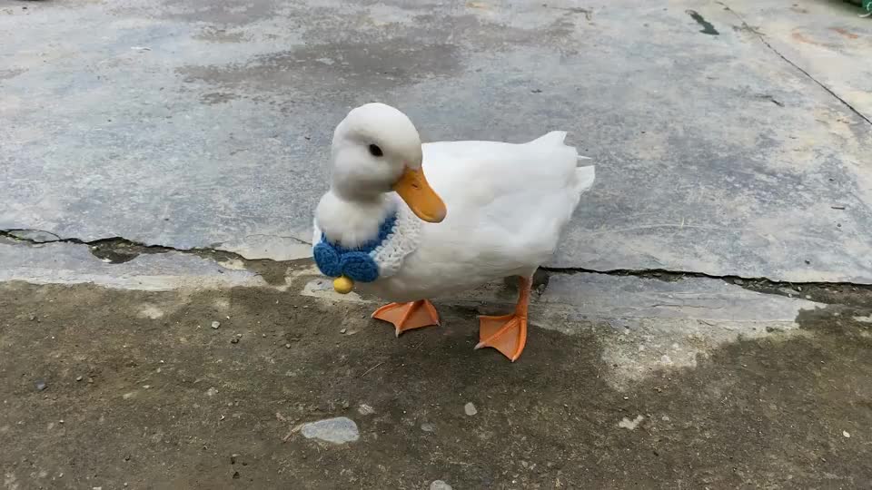 上万元的柯尔鸭颜值是真的高,重点是这么能飞,太可爱了