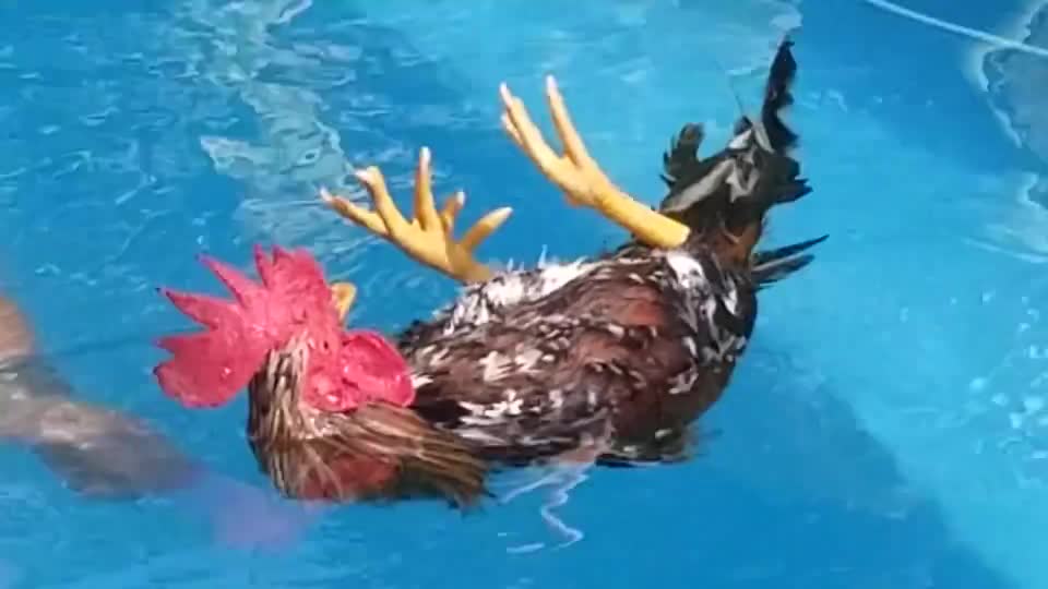 男子趁着公鸡睡着,悄悄将它放进水里,下一秒意外了!