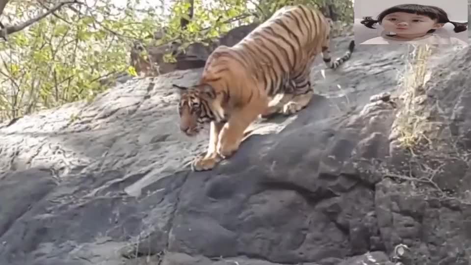 老虎近距离伏击猎物,一击必杀