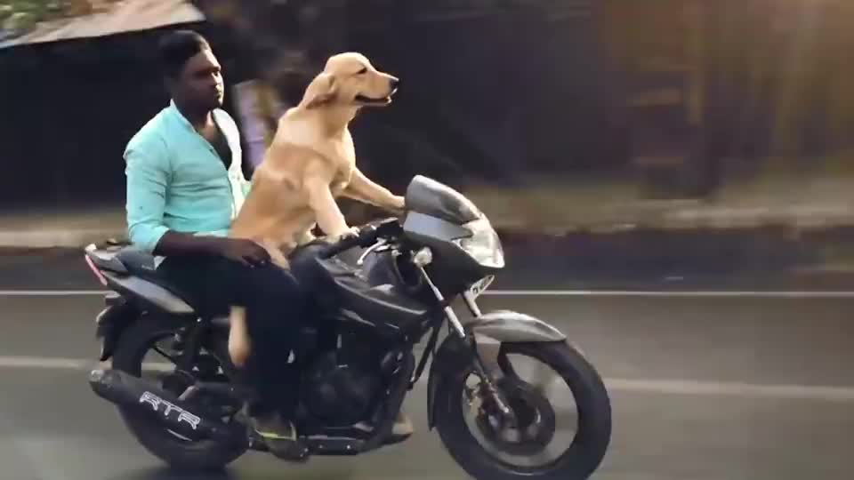 金毛犬骑摩托车,狗狗:主人我的手正在发抖,你坐好了