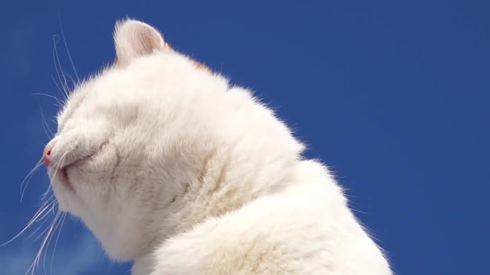 猫大叔你咋不上天呢?