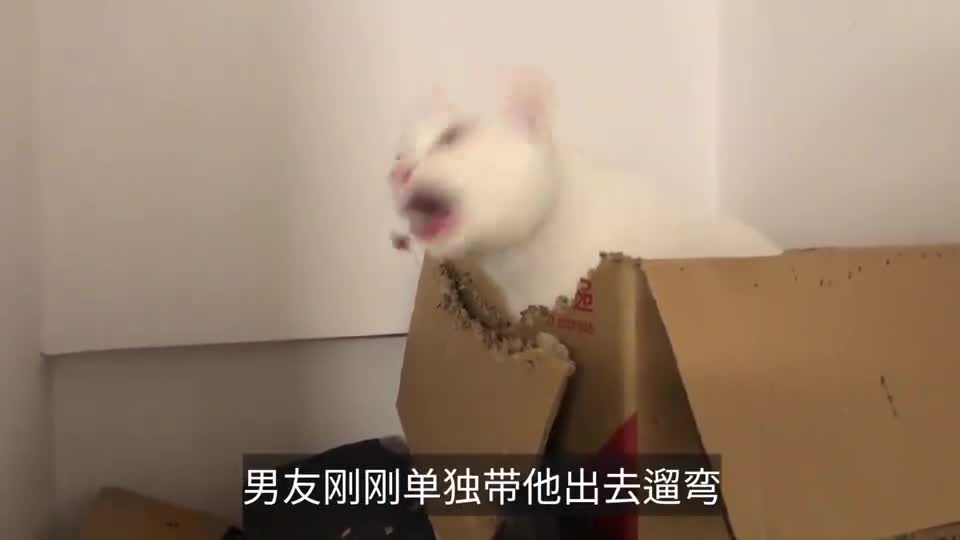 猫咪也有焦虑症，狂啃纸箱泄不满，主人：你是魔鬼吗！
