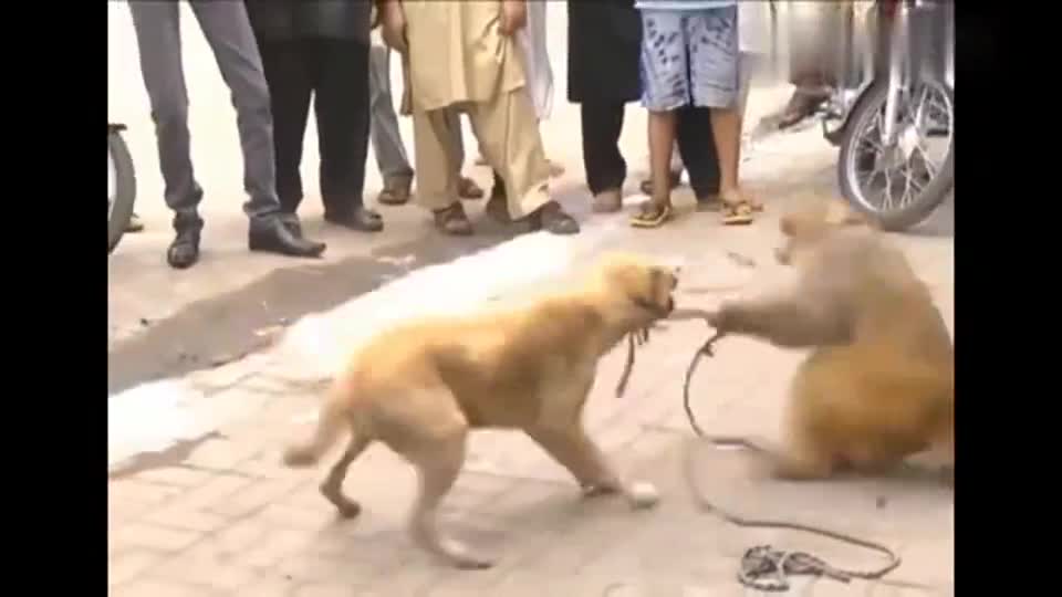 猴子跟狗打架被训斥,它居然连主人都要打