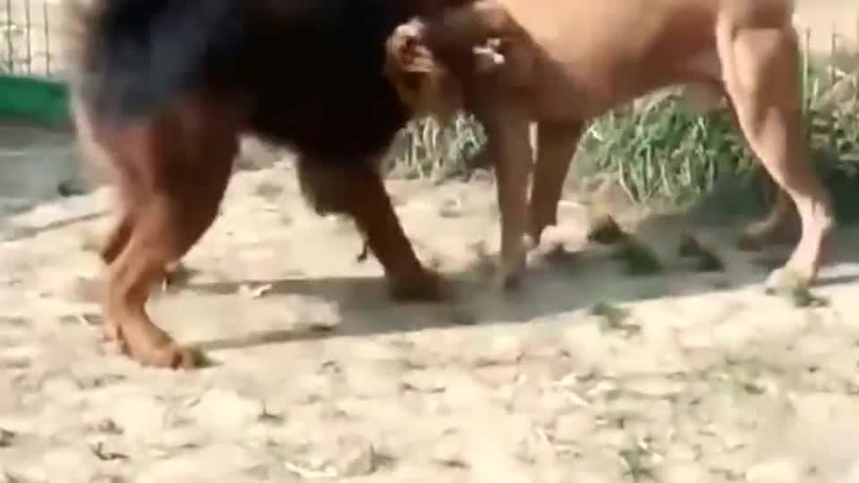 牛头獒犬服从主人指令 击掌之后咬来巨大的牛骨 满脸可怜兮兮 牛头獒犬服从主人指令 击掌之后咬来巨大的牛骨 满脸可怜兮兮