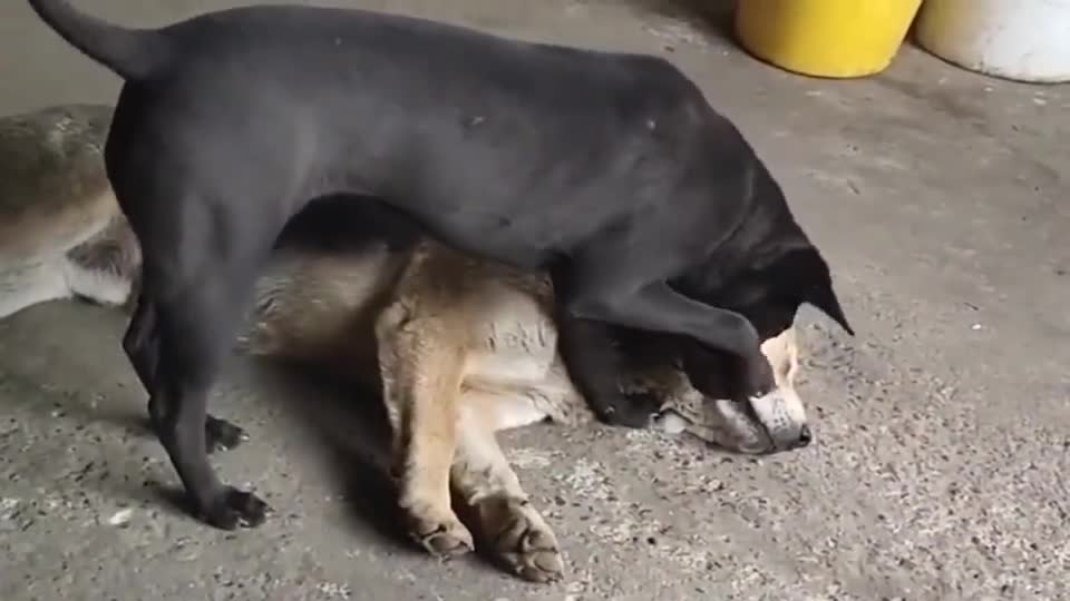 中华田园犬 我这黑色的怕脏 兄弟你体谅下 中华田园犬 我这黑色的怕脏 兄弟你体谅下
