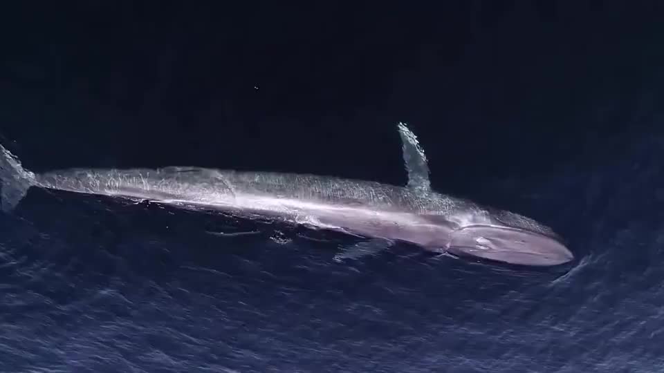 深海蓝鲸发出哭嚎的声音,应该是在寻找自己的同伴