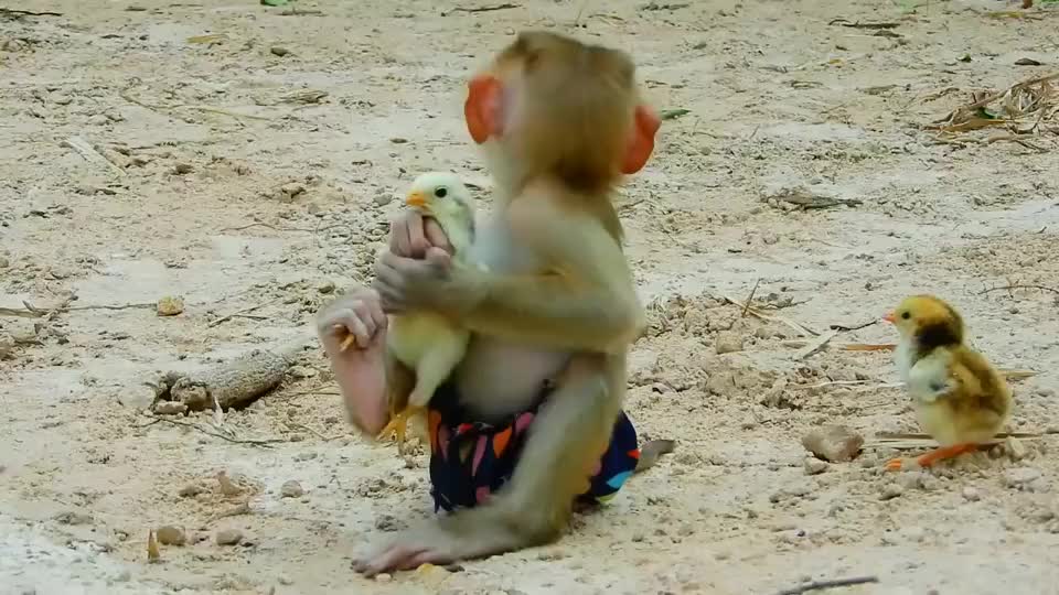 小猴子把小鸡抱怀里,还吹口哨给小鸡听,小鸡想走还拉着它不让走