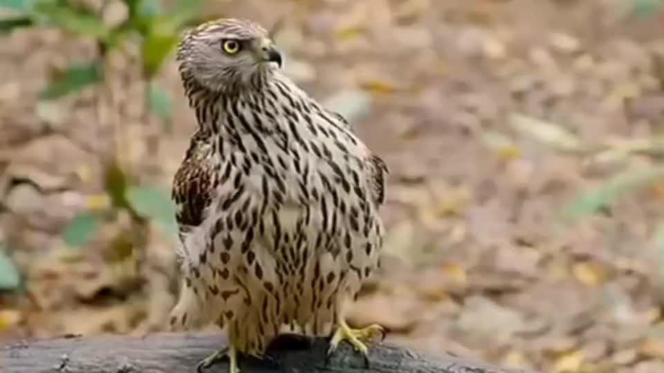 看过熬鹰的,没见过把鹰熬死的