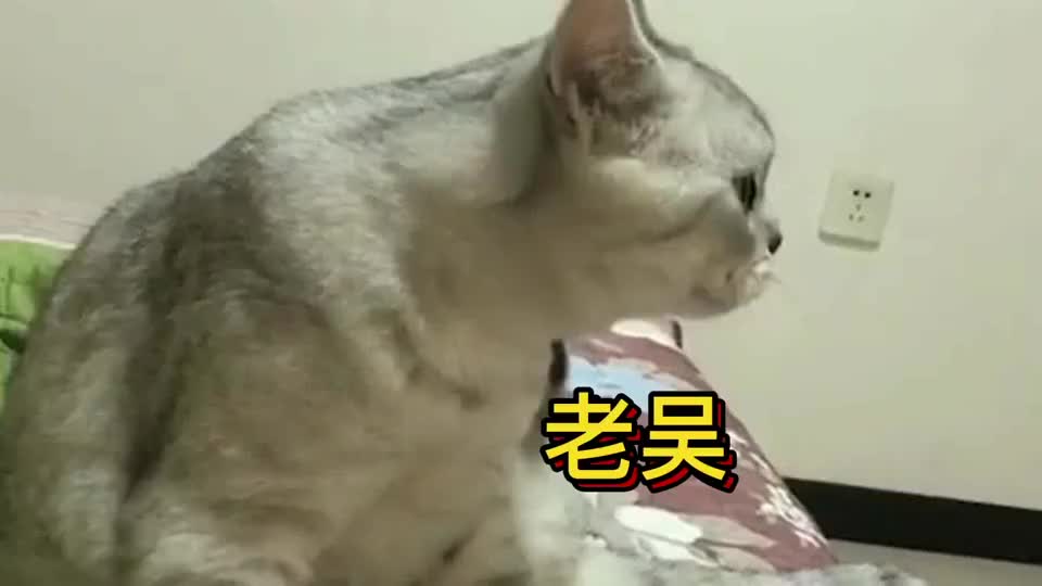 老吴把猫粮都输光了,小花伤心的,晚上不叫老吴回家了