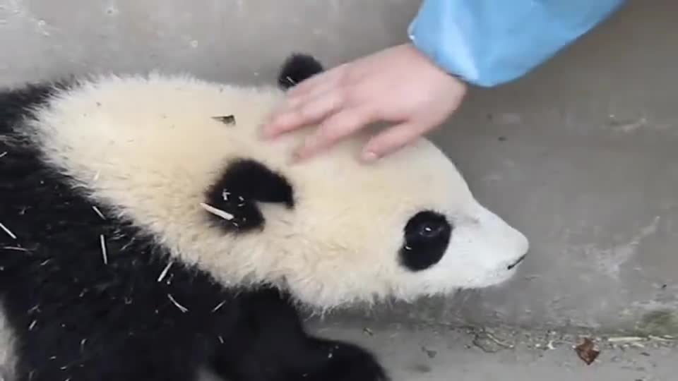 征服一只大熊猫，你需要怎么做大熊猫饲养员来教你