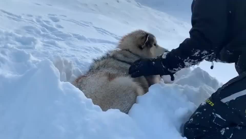 阿拉跟主人去玩雪,却被当成"道具",狗:别把鼻孔堵住了