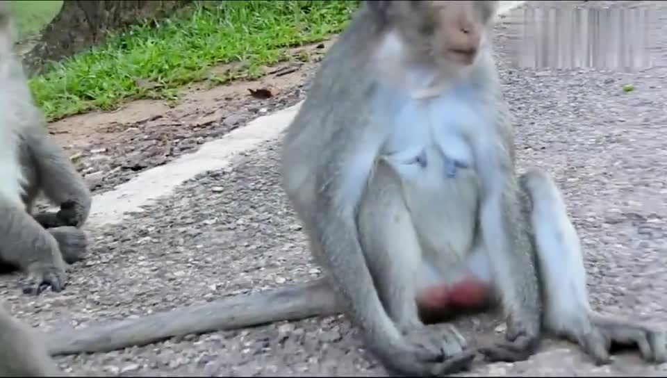 小猴子好好的和母猴呆一起,没想到公猴突然这样做,好狠!