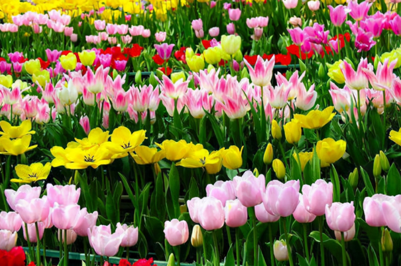 4种开花植物南方花友要慎重虽然开花漂亮但是只能开一年