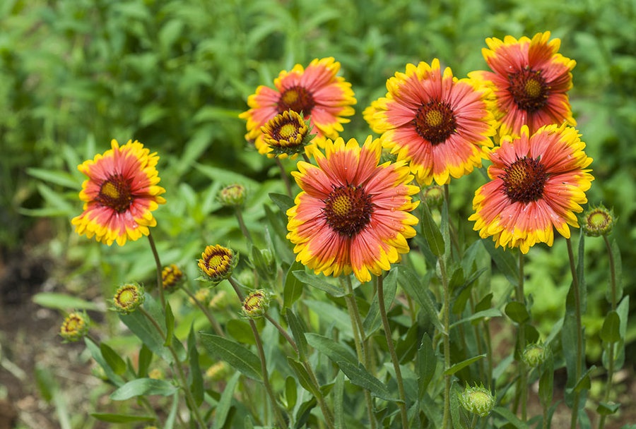 Caliris单页响应式WordPress主题 - Haida(嗨达)主题演示