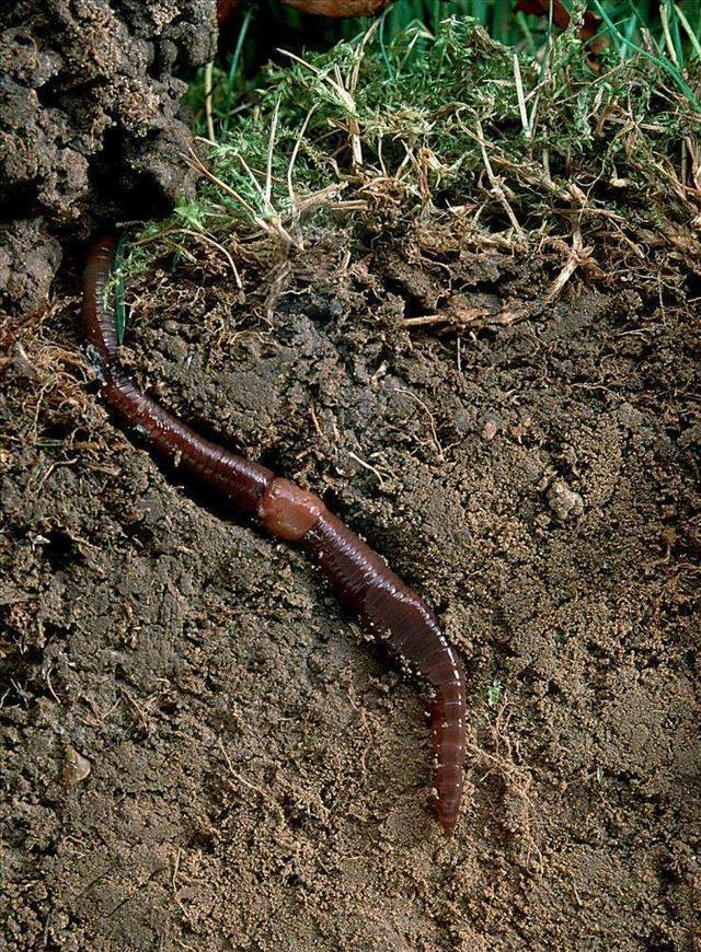 蚯蚓一直都是宝物,极少有人知道的养花优点,利用得早养花更轻松