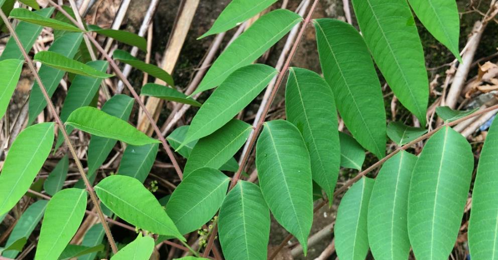 不小心接触到漆树怎么办分享2招方法简单还实用