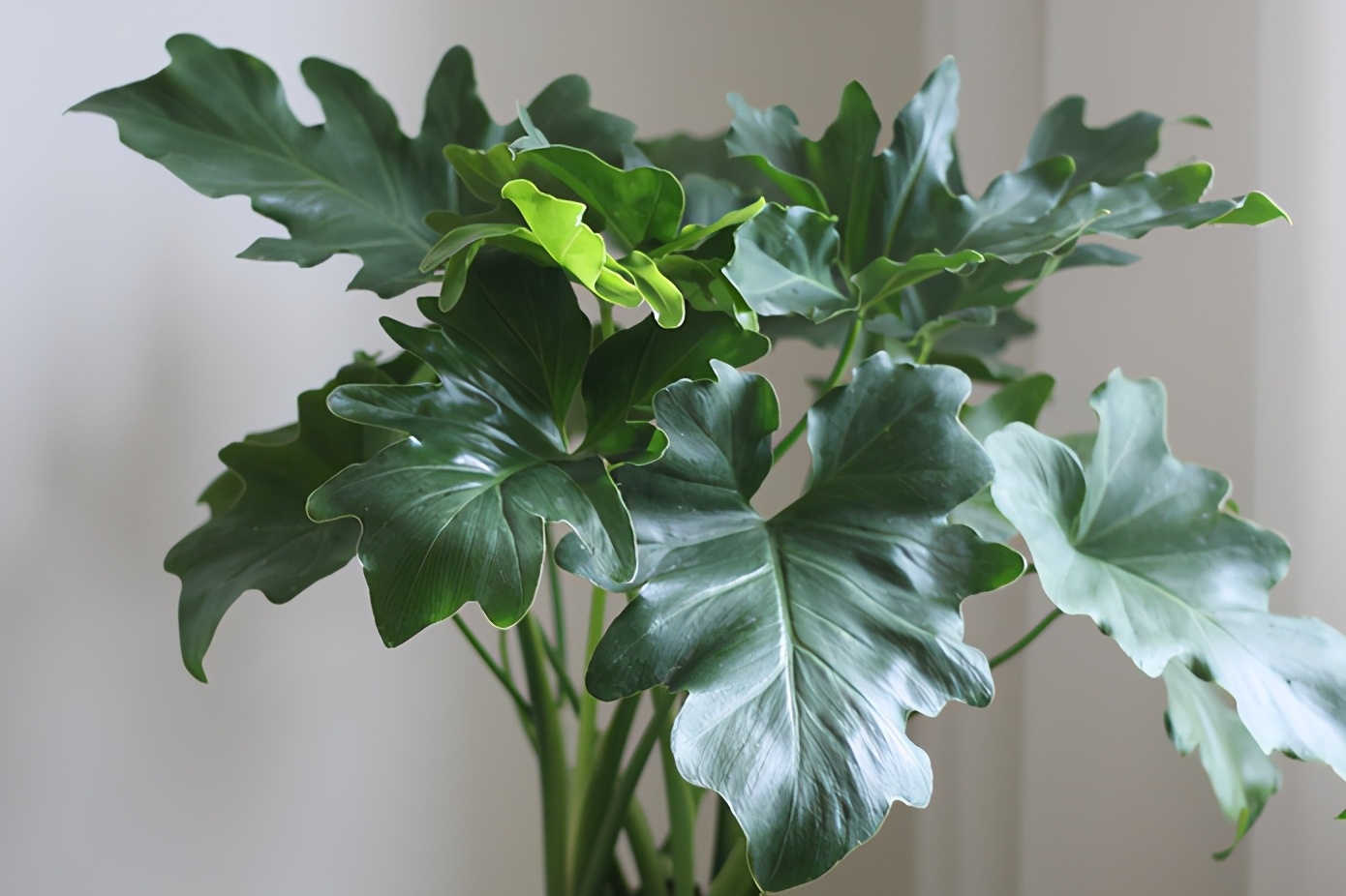 夏季春羽黄叶怎么办?找到2个关键原因,叶片油绿发亮,叶形优美