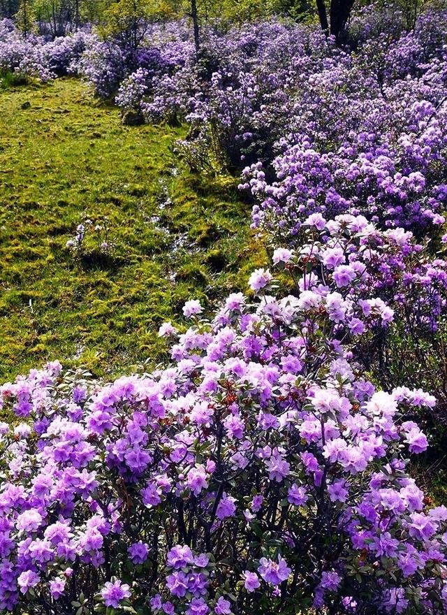 此外,还有石卡雪山,哈巴雪山脚下……等等太多杜鹃花盛开的地方,等待