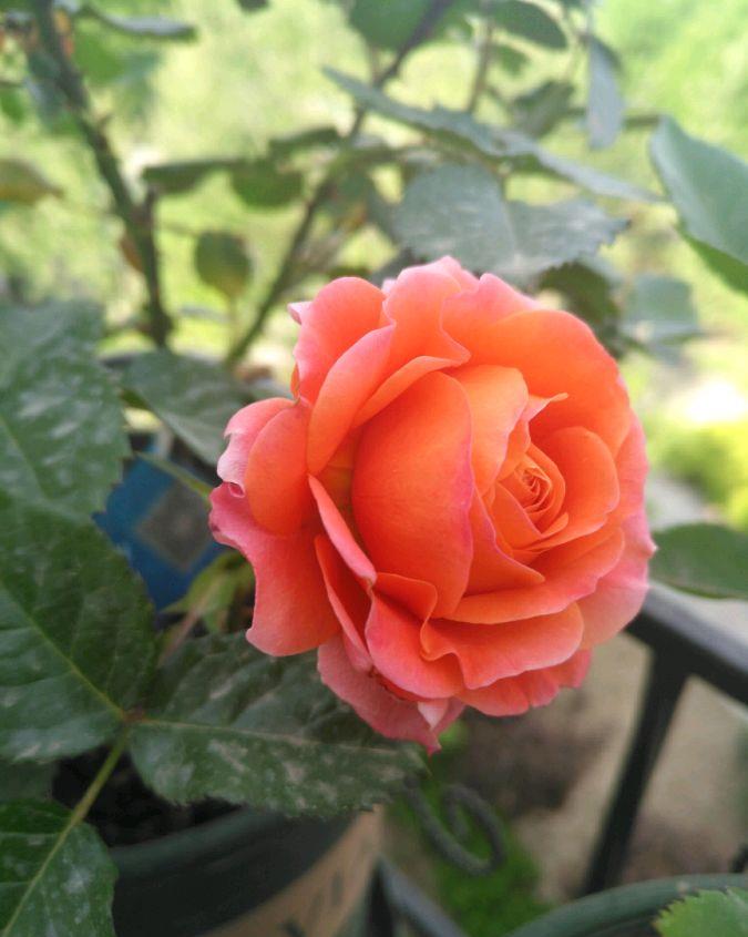 土星王阳台,优秀的微型盆栽月季,花朵又美又香,花期几乎全年