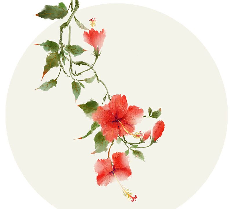 一组唯美的花草插画