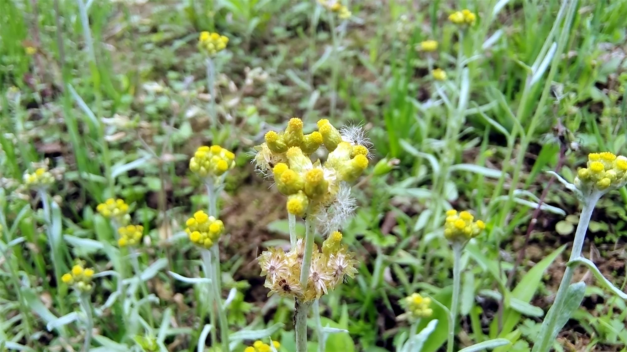 小花也可爱：“拟鼠麹草”欣赏