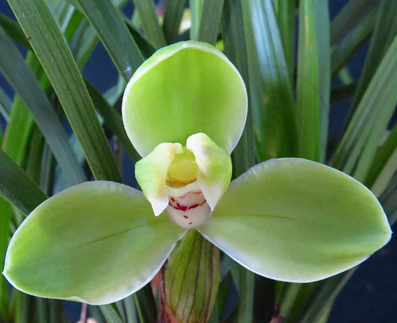 形状不同,有圆柱形,椭圆形,扁球形等,直径从054cm不等,是兰花储藏养分