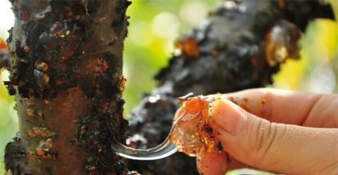 广州正规助孕机构(桃胶到底是什么?吃了有什么好处?桃胶要怎样做吃起来才最美味?)