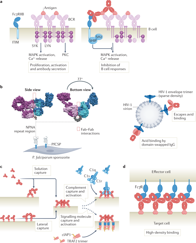 《自然》最新研究称，SARS患者抗体可有效抑制新冠...