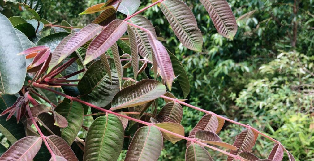 不小心接触到漆树怎么办分享2招方法简单还实用