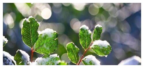 不要妄想,欺骗他们,这些星座洞察秋毫,防备心重,只是习惯装傻|双子座