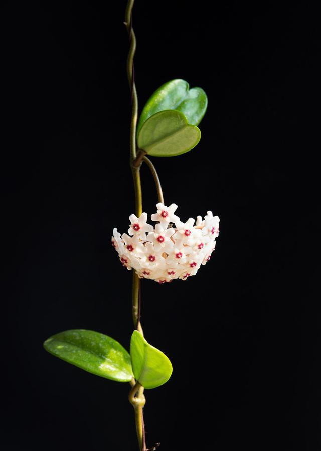 球兰开始进入花芽分化期,养护也跟着变,开成“球花”|南方|球兰|花芽_新浪新闻