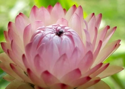 新手养花 不如养盆花中精品 鳞托菊 洁白无瑕 柔和高雅