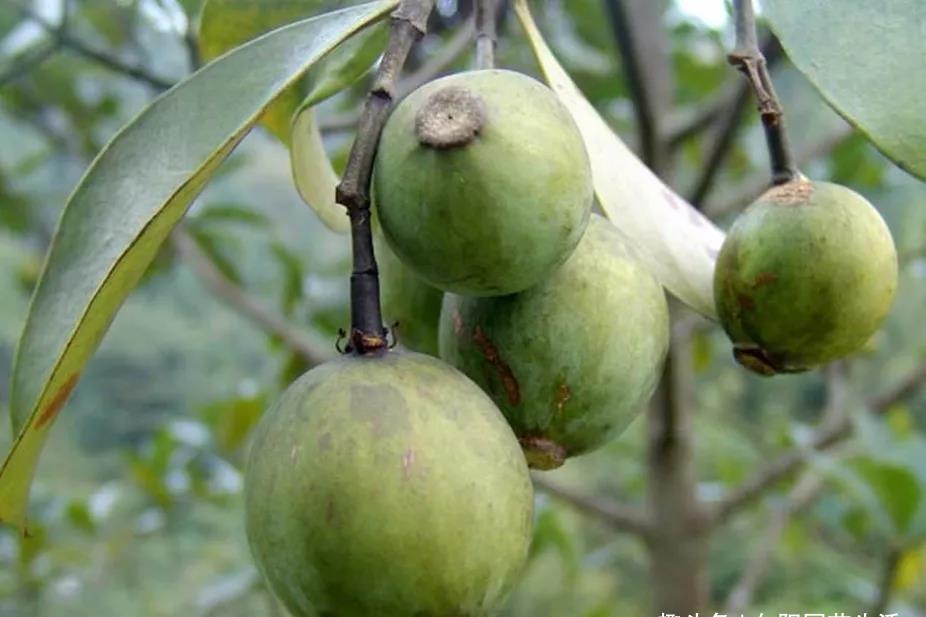 老爹摘的"黄牙果",学名竹节子,酸到流眼泪,一口下去牙都黄了_高清图集