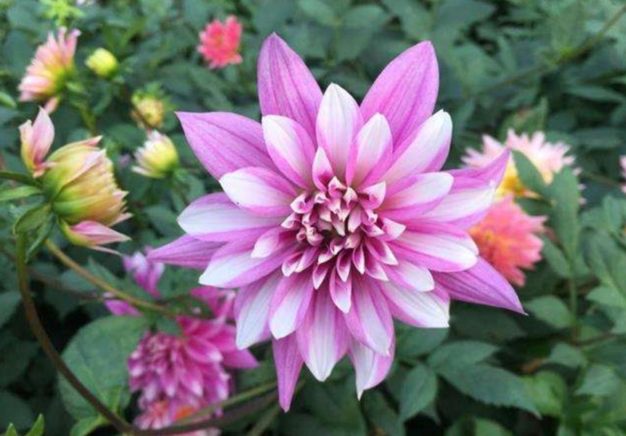 地瓜花开花大花期长适合养在庭院阳台