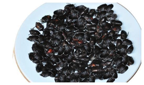 酒香虫学名啫蟓,云南人叫做臭屁虫,指甲大小,复翼善飞,落地后蠢笨无比