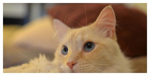 养猫那些事 母猫发春的迹象 猫发春的迹象 猫咪 猫 迹象 新浪新闻 养猫那些事 母猫发春的迹象 猫发春的迹象 猫咪 猫 迹象 新浪新闻