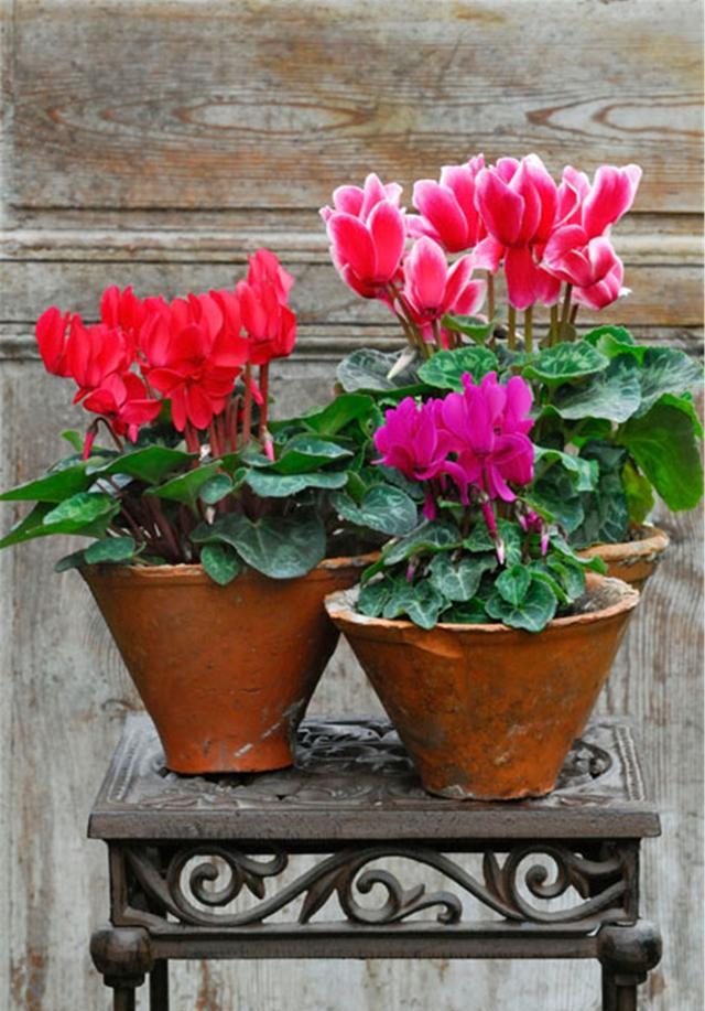 仙客来即将进入“睡眠”模式,调整养护,来年花量翻倍休闲区蓝鸢梦想 - Www.slyday.coM 仙客来即将进入“睡眠”模式,调整养护,来年花量翻倍休闲区蓝鸢梦想 - Www.slyday.coM