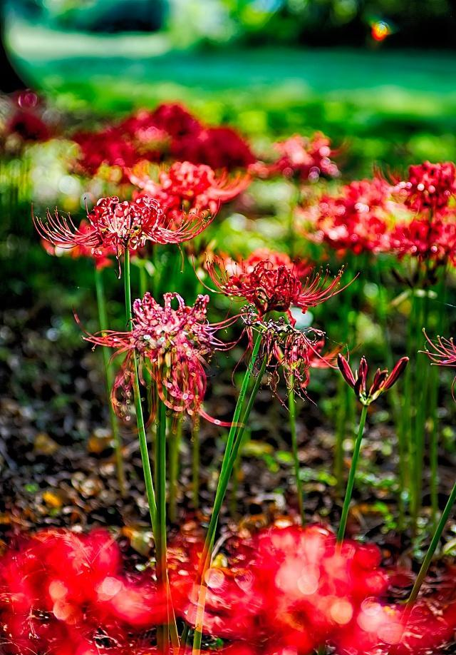 彼岸花不能种在家里 错了 盆栽也很美 叶绿花红 彼岸花不能种在家里 错了 盆栽也很美 叶绿花红