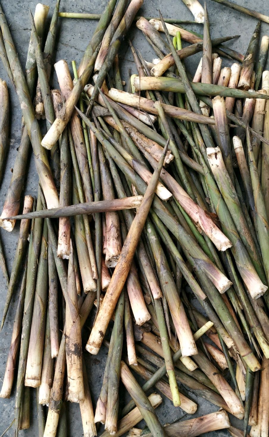 竹林深处采集野生小竹笋的美好时光