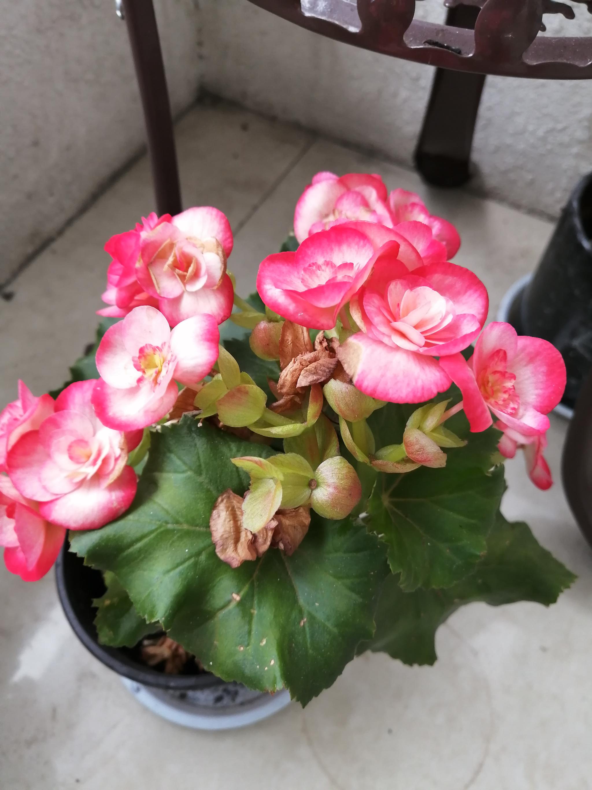 清晨,来阳台上看看玻璃海棠,长寿花和小玫瑰
