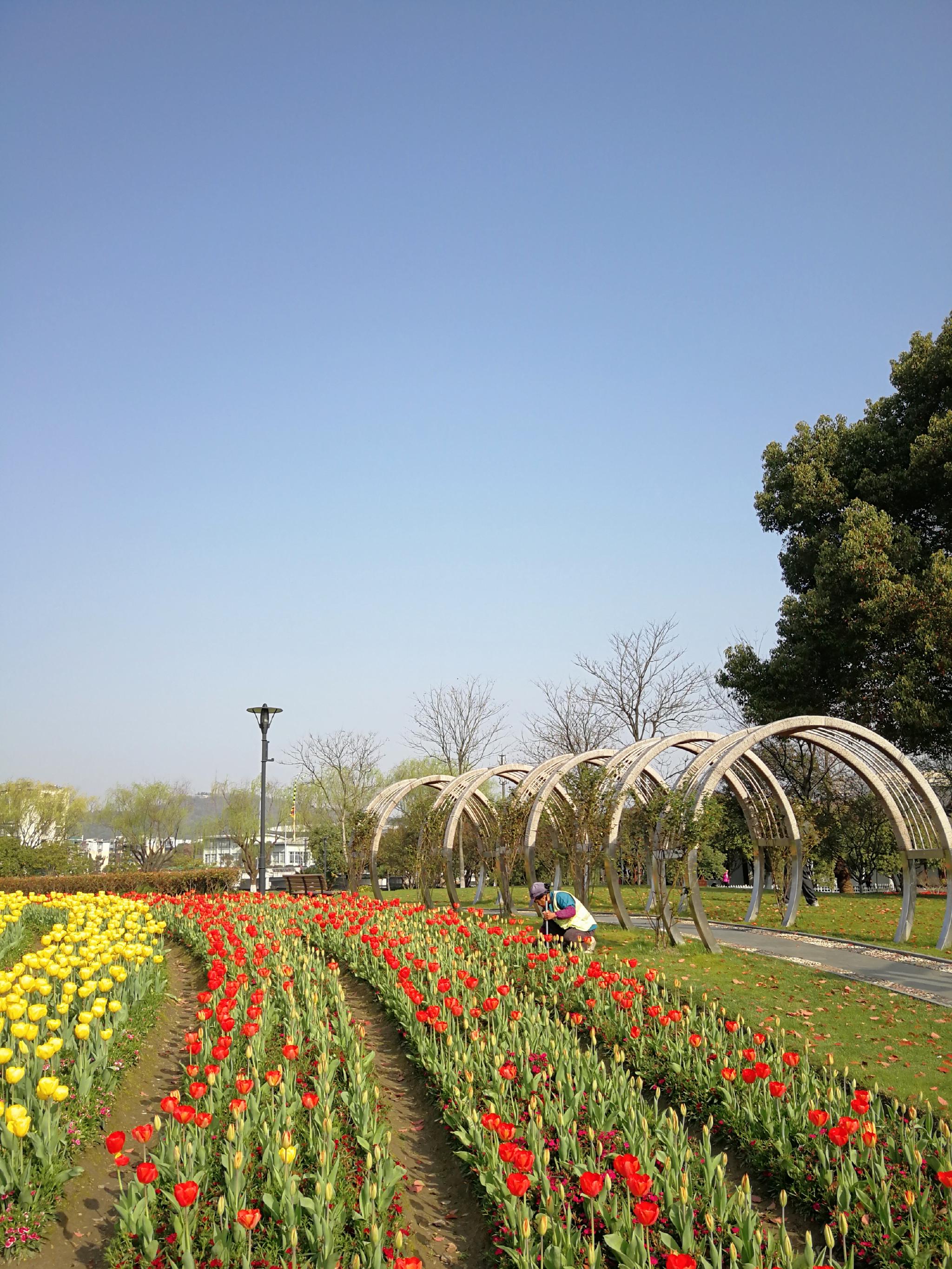 太美了杭州萧山南江公园郁金香花海看醉市民